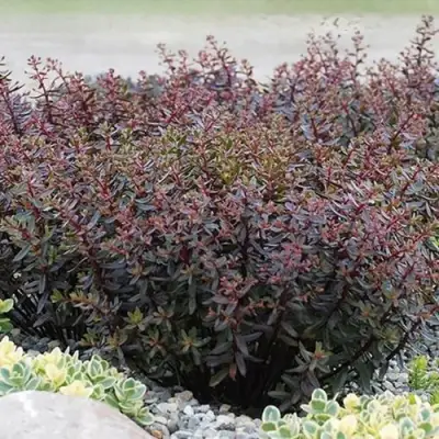 Очиток (седум) САНСПАРКЛЕР ДЖЕЙД ТАФФЕТ в Горках