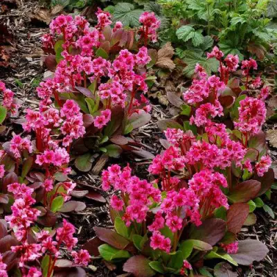 Бадан ФЛИРТ в Горках