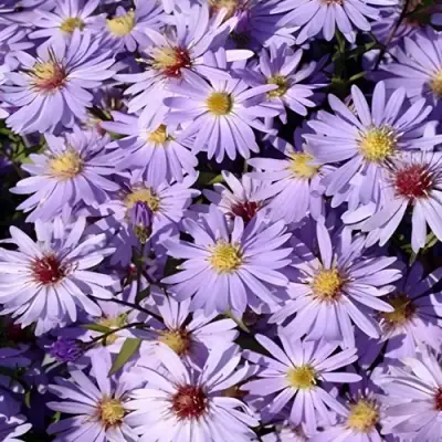 Астра БЛЮ ХЕВЕН сердцелистная в Горках