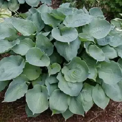 Хоста МУНЛАЙТ СОНАТА гибридная в Горках