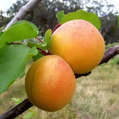 Абрикос ОРЛОВЧАНИН  в Горках