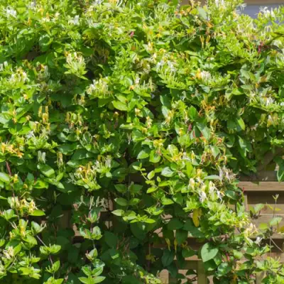 Жимолость ХАЛЛИАНА японская (Хелиана) в Горках