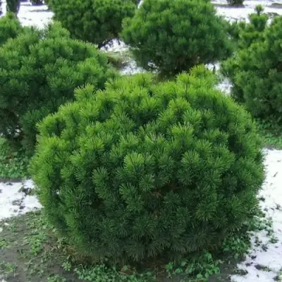 Сосна горная МУГУС в Горках