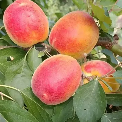 Абрикос ОСОБЕННЫЙ ДЕНИСЮКА в Горках