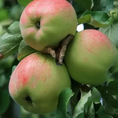 Яблоня УТРО в Горках