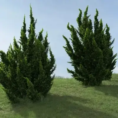 Можжевельник КАЙЗУКА китайский в Горках