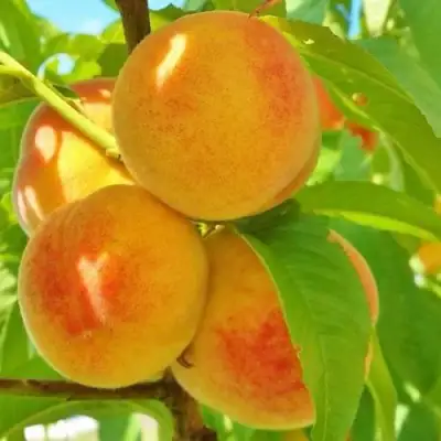 Персик ВЕТЕРАН в Горках