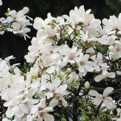 Магнолия КОБУС в Горках