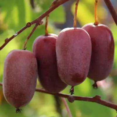 Актинидия ПУРПУРНО САДОВАЯ  аргута в Горках