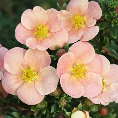 Лапчатка ДЕЙДАУН кустарниковая  в Горках