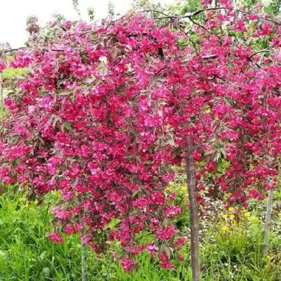 Яблоня КИНГ БЬЮТИ декоративная в Горках