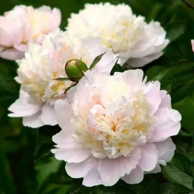 Пион ШИРЛИ ТЕМПЛ травянистый в Горках