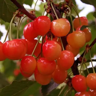 Черешня ФАТЕЖ в Горках