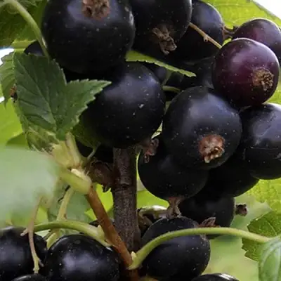 Смородина чёрная НЕСТЕР КОЗИН в Горках