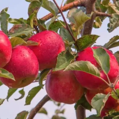Яблоня РОЖДЕСТВЕНСКОЕ в Горках