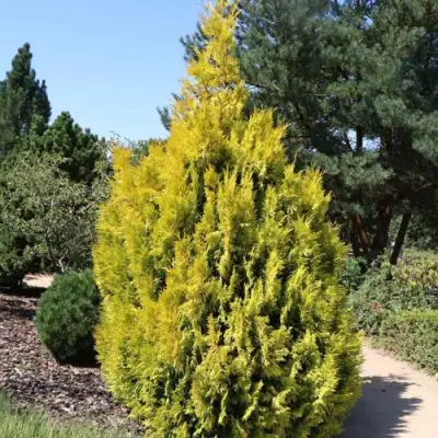 Туя СТОУНХАМ ГОЛД складчатая в Горках