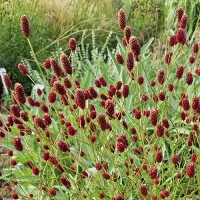 Кровохлебка БИТЛВИНГЗ в Горках