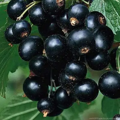 Смородина черная БЕН КОНАН в Горках