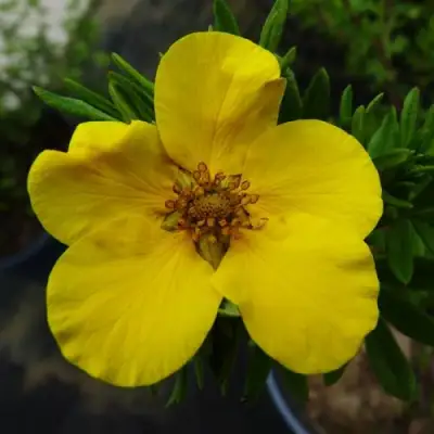 Лапчатка ГОЛДФИНГЕР кустарниковая в Горках