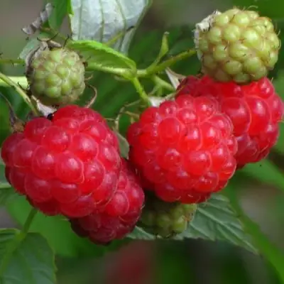 Малина СОЛНЫШКО в Горках