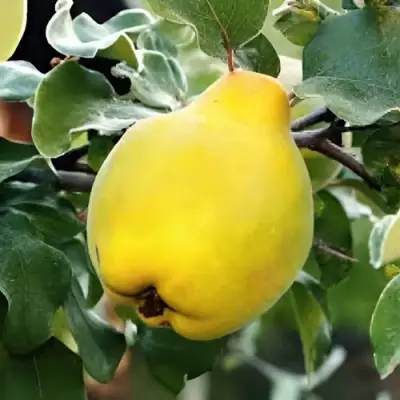 Айва МИР в Горках