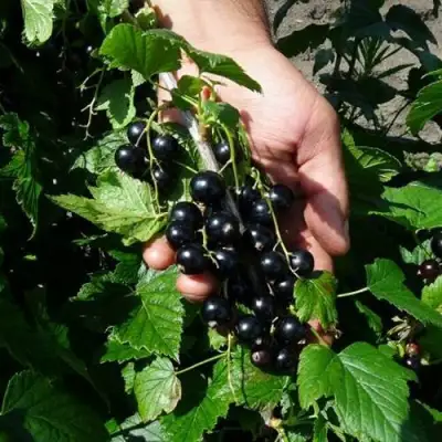 Смородина чёрная СЕЛЕЧЕНСКАЯ в Горках