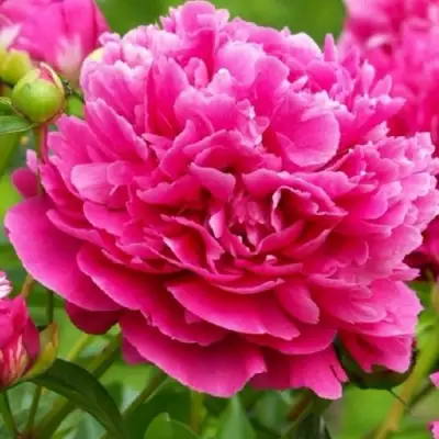 Пион НОЧНЫЕ ГРЕЗЫ древовидный в Горках