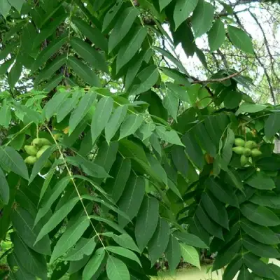 Орех МАНЬЧЖУРСКИЙ в Горках