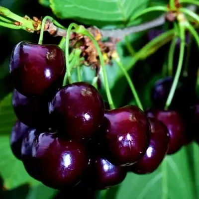 Дюк НОЧКА в Горках