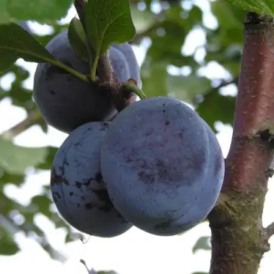 Слива ВЕНГЕРКА БЕЛОРУССКАЯ в Горках