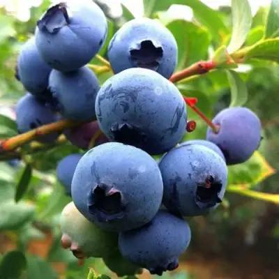 Голубика ДЮК в Горках