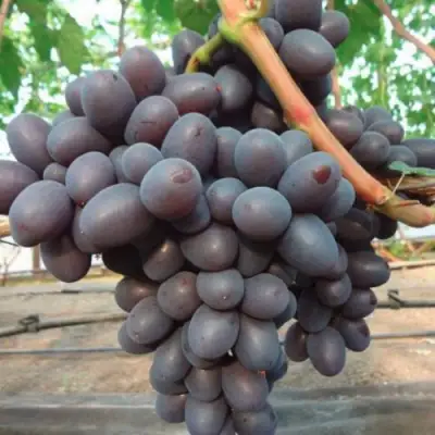 Виноград ПОДАРОК НЕСВЯТАЯ в Горках