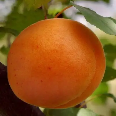 Абрикос ОЛИМП в Горках