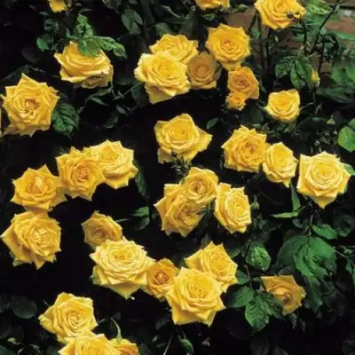 Роза ЛАНДОРА чайно-гибридная в Горках