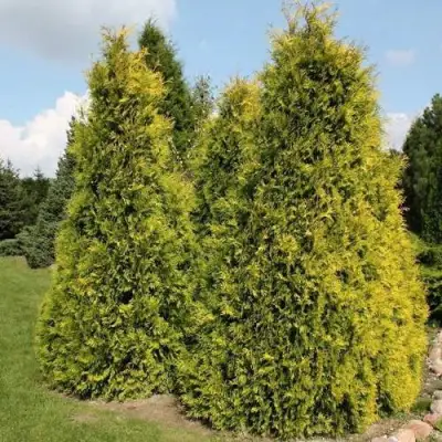 Туя АУРЕОСПИКАТА западная в Горках