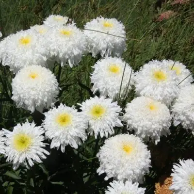 Нивяник ФИОНА ГОГХИЛЛ великолепный в Горках