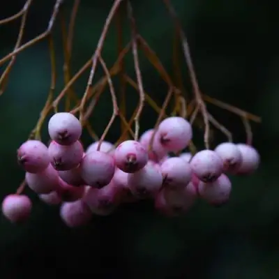 Рябина ПЕКИНСКАЯ сладкоплодная в Горках