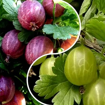 Комплект РЕДКИЙ СЧАСТЛИВЧИК в Горках