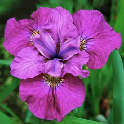 Ирис СИ Я ЛЕЙТЕР сибирский в Горках