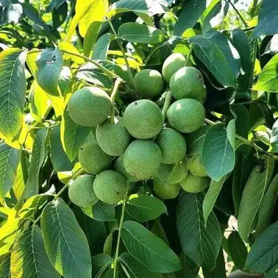 Грецкий орех  ИЗЯЩНЫЙ в Горках