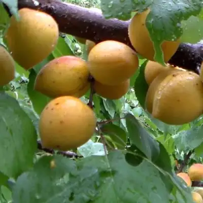 Абрикос МАНИТОБА в Горках