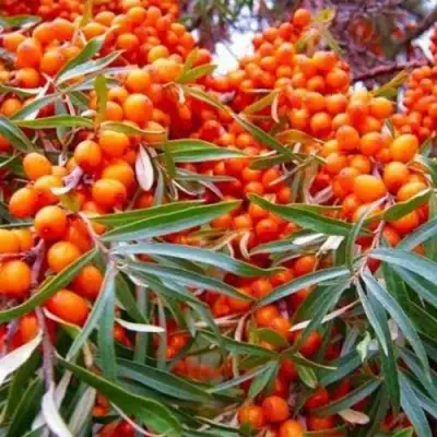 Облепиха ВОРОБЬЕВСКАЯ в Горках