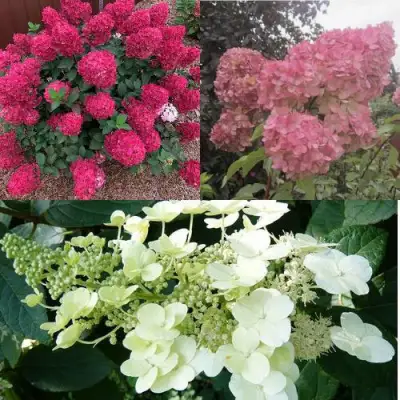 Комплект САД ЭМОЦИЙ в Горках