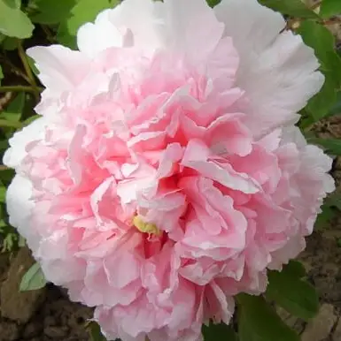 Пион БУКЕТ РОЗОВЫХ ГВОЗДИК древовидный в Горках