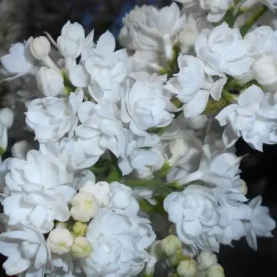 Сирень МИСС ЭЛЕН ВИЛМОТТ в Горках