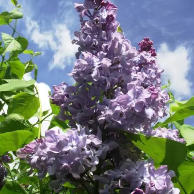 Сирень КРЫЛЬЯ НАДЕЖДЫ в Горках