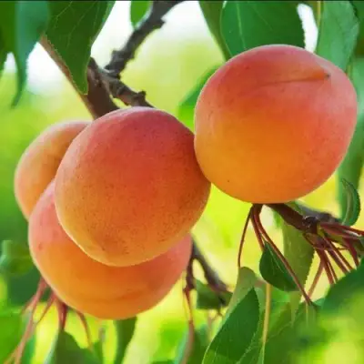 Абрикос ДЕБЮТ в Горках