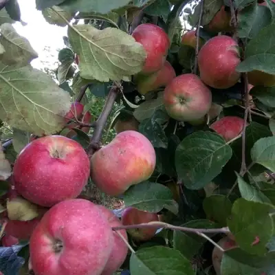 Яблоня АЛЬВА в Горках