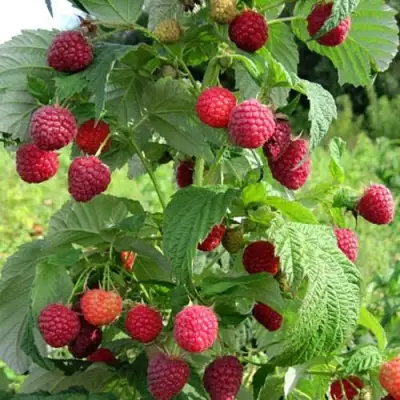 Малина БРУСИЛОВСКАЯ в Горках