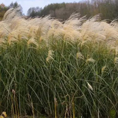 Мискантус ВАНИЛЛА СКАЙ китайский в Горках